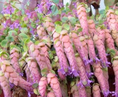 Oregano 'Amethyst Falls' (Origanum hybride)